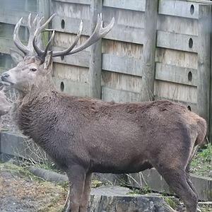 Scottish Red Deer Stag (Cervus elaphus scoticus)