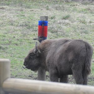 European Bison (Bison bonasus bonasus)