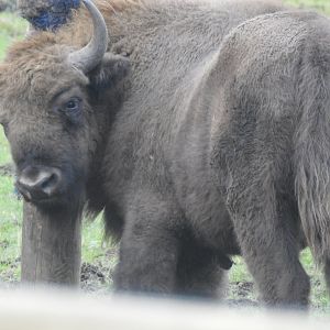 European Bison (Bison bonasus bonasus)