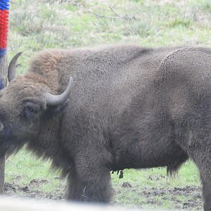 European Bison (Bison bonasus bonasus)
