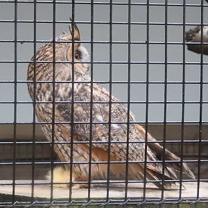 Long-Eared Owl (Asio otus)