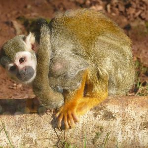 Squirrel Monkey, February 2022