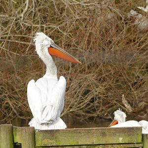 Dalmatian Pelican, February 2022