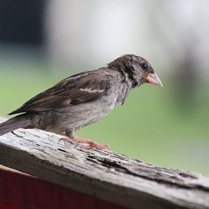 House Sparrow