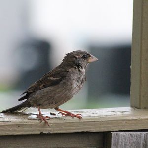 House Sparrow