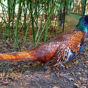 Chiwa pheasant - Phasianus colchicus chrysomelas