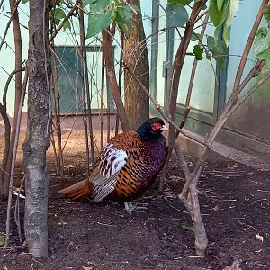 Zeravshan pheasant - Phasianus colchicus zerafschanicus