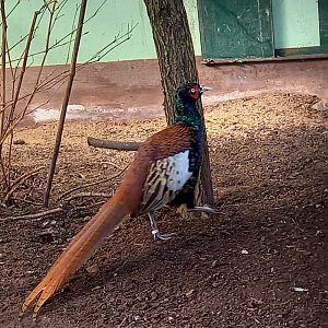 Tajikistan pheasant - Phasianus colchicus bianchii