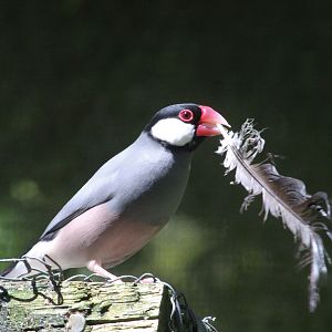 Java Sparrow