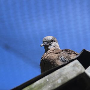 Juvenile Spotted Dove