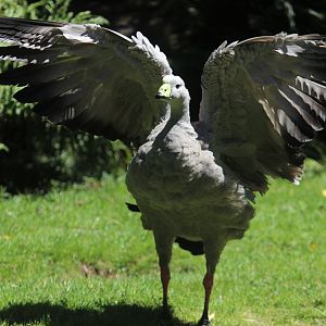 Cape Barren Goose