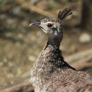 Indian Peafowl chick