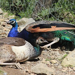 Indian Peacock and Peahen