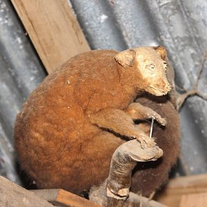 Taxidermy Common Brushtail Possum