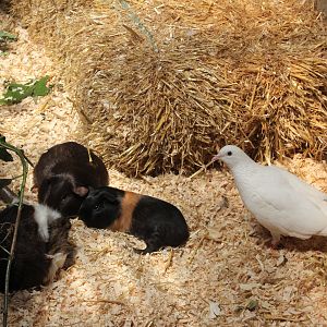 Domestic Pigeon and Guinea pigs