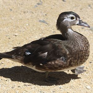 Carolina Wood Duck female