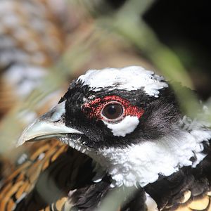 Reeves's Pheasant male