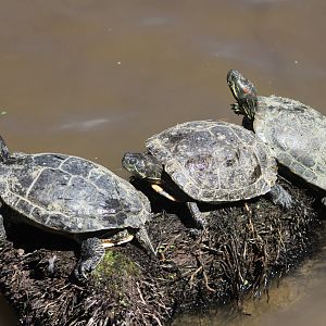 Red-eared sliders
