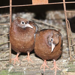 Archangel Pigeon fledglings
