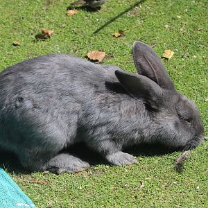 Domestic Rabbit