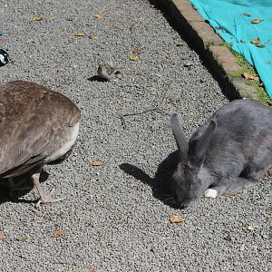 Indian Peafowl, House Sparrow, and Domestic Rabbit