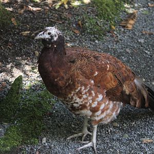 Indian Peafowl x Chicken?