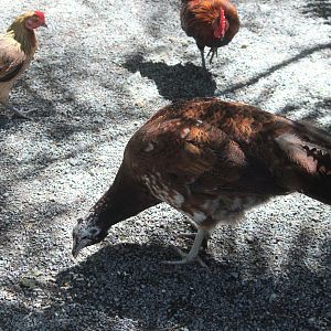 Indian Peafowl x Chicken?