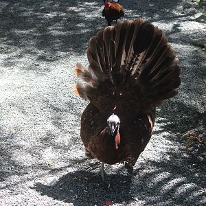 Indian Peafowl x Chicken?