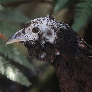 Indian Peafowl x Chicken?