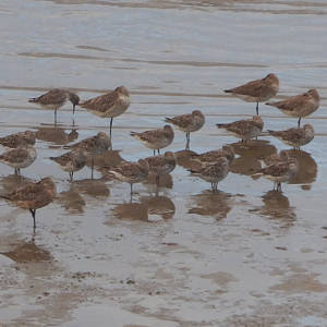 Great Knots (and one Bar-Tailed Godwit)