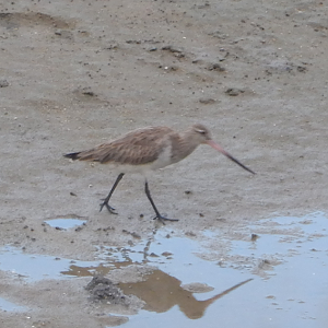 Bar-Tailed Godwit