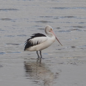 Australian Pelican