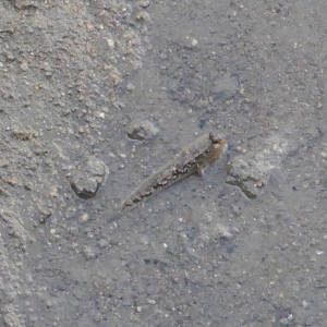 Barred Mudskipper