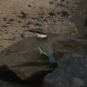 Sacred Kingfisher