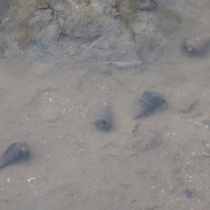 Hermit Crabs (unknown species)