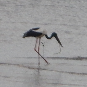 Black-Necked Stork eating sea snake