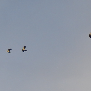 Torresian Imperial Pigeon
