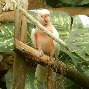 Major Mitchell's Cockatoo