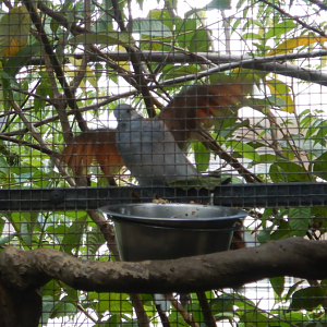 let me in!!! wild bird trying to get at the food bowl