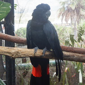 Red-Tailed Black Cockatoo