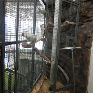 (hopefully not permanent) cockatoo enlosure