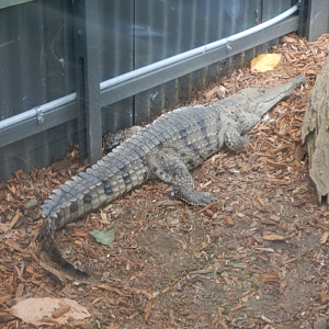 Freshwater Crocodile