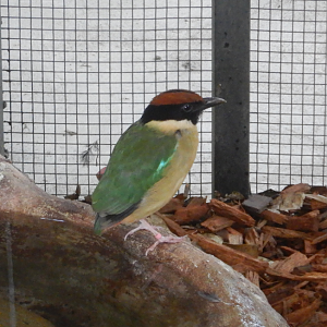 Noisy Pitta