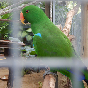 Eclectus Parrot