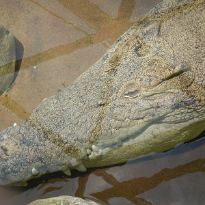 Goliath, the sedate crocodile