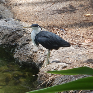 Pied Heron