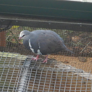 Wonga Pigeon