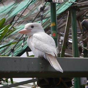 Snowy the white Kookaburra