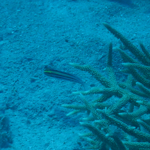 Striped Fangblenny