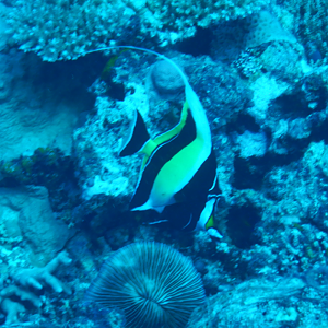 Moorish Idol